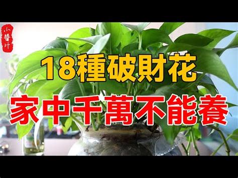 前陽台進出風水|前陽台招財植物大全！15 種適合陽台的植物助你財源。